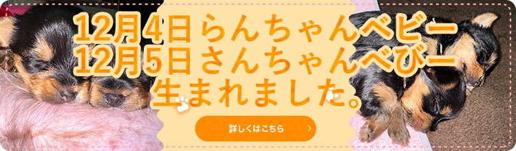 12月に子犬誕生予定