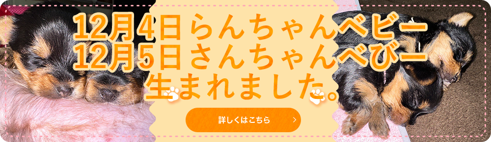 12月に子犬誕生予定